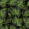 Fashionable seamless tropical pattern with green tropical fan palm leaves on a black background. Royalty Free Stock Photo