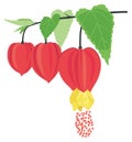 abutilon flower vector illustration transparent background