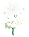 allium flower vector illustration transparent background