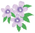 campanula bell flower vector illustration transparent background