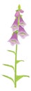 foxglove flower vector illustration transparent background