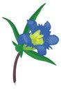 gentian flower vector illustration transparent background