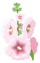 hollyhock flower vector illustration transparent background