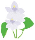 hyacinth flower vector illustration transparent background