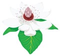 magnolia flower vector illustration transparent background Royalty Free Stock Photo