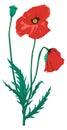 red poppy flower vector illustration transparent background Royalty Free Stock Photo