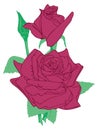 red rose flower vector illustration transparent background Royalty Free Stock Photo