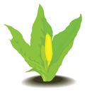 skunk cabbage flower vector illustration transparent background