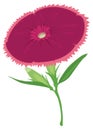 sweet william flower vector illustration transparent background