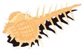 cabrits murex shell vector illustration transparent background Royalty Free Stock Photo