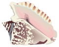 hawk wing conch shell vector illustration transparent background Royalty Free Stock Photo