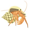 hermit crab vector illustration transparent background Royalty Free Stock Photo