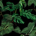 Tropical green monstera and fan palm leaves on a black background. Royalty Free Stock Photo