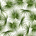 Fashionable seamless tropical pattern with green tropical fan palm leaves on a white background. Royalty Free Stock Photo
