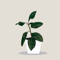 Potted Ficus Elastica in Flowerpot. Domestic Tropical Decorative Flowers in Pot Graphic Design Elements.