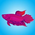 Vector exotic Betta fish Halfmoon purple body color artwork illustration isolated on water