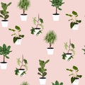 Different green plants, palms tree in pots seamles pattern for inside and outside. Pink background. Royalty Free Stock Photo