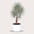 Potted fan palm tree in Flowerpot. Domestic Tropical Decorative plant in Pot Graphic Design Elements. Royalty Free Stock Photo