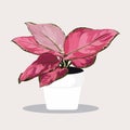Potted Aglaonema plant in Flowerpot. Domestic Tropical Decorative plant in Pot Graphic Design Elements.