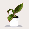 Potted Aglaonema plant in Flowerpot. Domestic Tropical Decorative plant in Pot Graphic Design Elements.