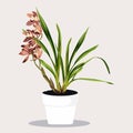 Potted tropical brown Cymbidium orchid in Flowerpot. Domestic Tropical Decorative plant in Pot Graphic Design Elements.