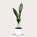 Potted Aspidistra plant in Flowerpot. Domestic Tropical Decorative plant in Pot Graphic Design Elements.