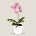 Potted tropical pink Phalaenopsis Orchid in Flowerpot. Domestic Tropical Decorative plant in Pot Graphic Design Elements. Royalty Free Stock Photo