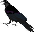 Black Crow Raven Bird Animal Vector Illustration