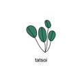 hand drawn doodle of salads with the title. tatsoi. isolated vector illustration doodle