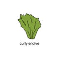 hand drawn doodle of salads with the title. curly endive. isolated vector illustration doodle
