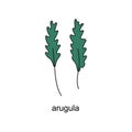 hand drawn doodle of salads with the title. arugula. isolated vector illustration doodle