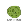 hand drawn doodle of salads with the title. butterhead lettuce. isolated vector illustration doodle