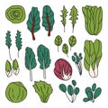 hand drawn set of different types of salad. radicchio, spinach, lettuce, bok choy, mache, swiss chard, butterhead, tatsoi