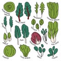 hand drawn set of different types of salad with titles. radicchio, spinach, lettuce, bok choy, mache, swiss chard