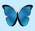 Morpho menelaus butterfly on a blue background