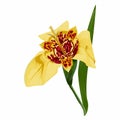 Colored of hand drawn yellow tigridia flower isolsted on white background.