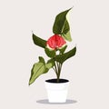 Potted tropical red Anthurium in Flowerpot. Domestic Tropical Decorative plant in Pot Graphic Design Elements