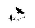 Birds couple silhouette on a branch and flying bird Royalty Free Stock Photo