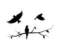 Flying birds silhouette on a branch and flying bird Royalty Free Stock Photo