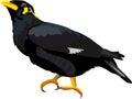Hill Myna Bird Animal Vector Illustration