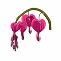 Close up of bleeding heart flower, also known as lyre flower. Flower are perfectly heart shaped.