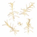 Set of hand drawn golden rosemary branches. Herbs and Spices Collection Rosemary sketch.