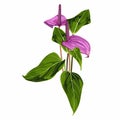 Tropical violet Spathiphyllum lilies flower composition over white background.