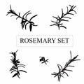 Set of hand drawn black silhouette rosemary branches. Herbs and Spices Collection Rosemary sketch.