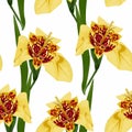 Seamless pattern with hand drawn yellow tigridia flowers on white background. Royalty Free Stock Photo