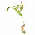 Nepenthes, genus of carnivorous plants. Monkey cups exotic liana rainforest plant.