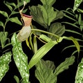 Summer print. Jungle rainforest. Nepenthes, genus of carnivorous plants.