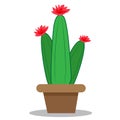 Vector illustration Three cacti, flowering.