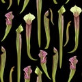 Tropical seamless pattern. Summer print. Jungle rainforest. Sarracenia, genus of carnivorous plants. Royalty Free Stock Photo