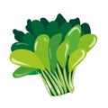 Vector illustration vector Bok choy vegetable white background Suitable for decorations Royalty Free Stock Photo